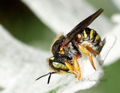 Anthidium manicatum - Wool Carder Bee S15 #6647