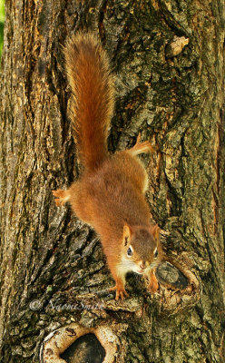 Red Squirrel JN15 #1828