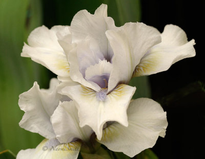 Iris Misty Twilight MY15 #8910