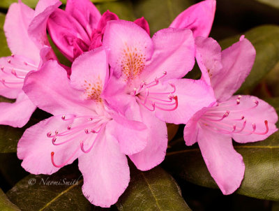 Rhododendron  Roseum Elegans MY15 #8917