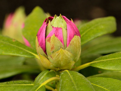Rhododendron Roseum Elegans MY15 #8919