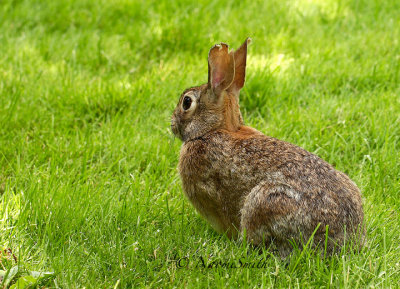 Eastern Cottontail - Sylvilagus floridanus  JL15 #3819