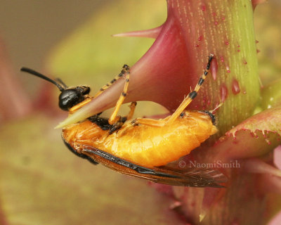 Rose Sawfly - Arge ochropus ovipositing on rose stem AU8 #3733