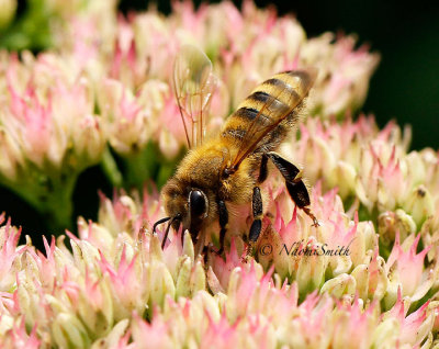 Honey Bee-Apis mellifera S15 #6270