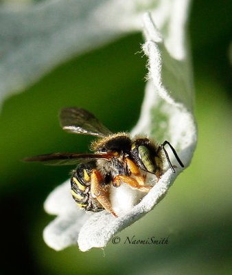 Anthidium manicatum - Wool Carder Bee S15 #6929