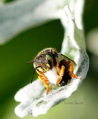 Anthidium manicatum - Wool Carder Bee S15 #6959