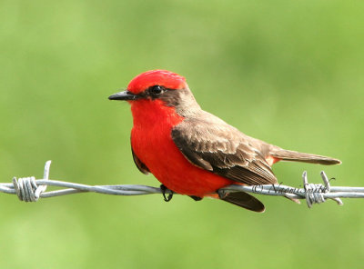 Vermillion Flycatcher 4 - Mexico JA06