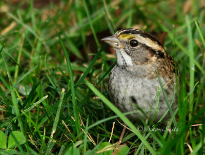 White-throated Sparrow O15 #8163