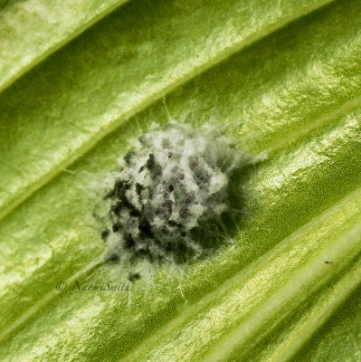 Egg Sac JL15 #7003