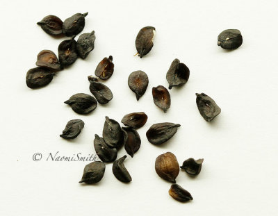 Carnation Seeds F/MR15 #5975