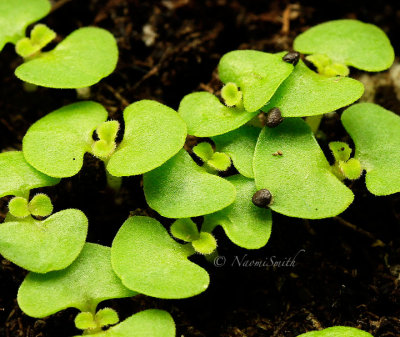 Coleus  Wizard Pineapple MR15 #6219