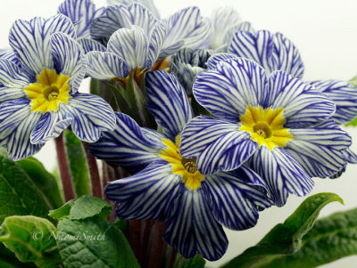 Primulas and Primroses