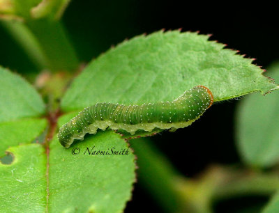 Curled Rose Sawfly larva AU15 #1771