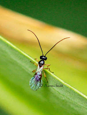 Braconid Wasp AU15 #2721