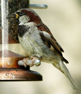 House Sparrow with infected eye AU15 #3515