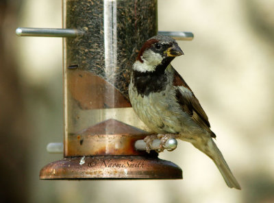 House Sparrow AU15 #3519