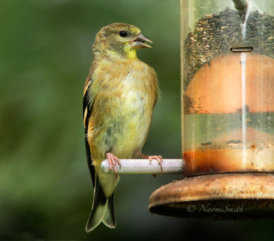 American Goldfinch AU15 #5979