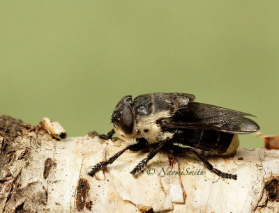 Bot Fly-Cuterebra fontinella - July 21/2015