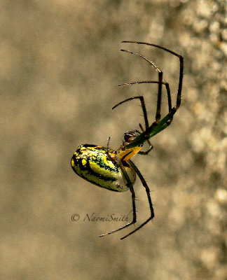 Orchard Orbweaver - Leucauge venusta  JL15 #7845