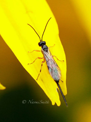Ichneumon Ovipositing