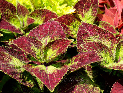 Coleus