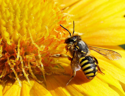 Anthidium manicatum - Wool Carder Bee AU15 #5527