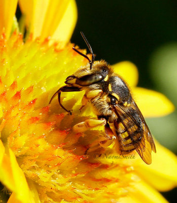 Anthidium manicatum - Wool Carder Bee AU15 #5566