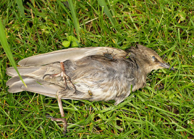 European Starling Window Kill JN15 #3413