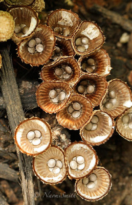 Birds Nest Fungus JL15 #4120