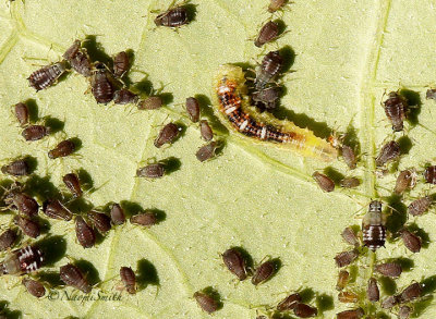 Syrphid larvae and aphids JL15 #8809