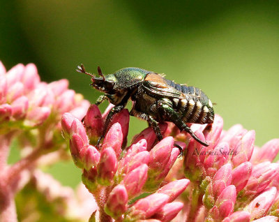 Japanese Beetle JL15 #9339