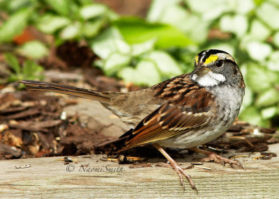 White-throated Sparrow O15 #8621