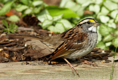 White-throated Sparrow O15 #8625