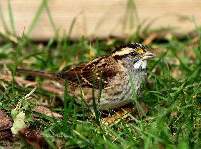 White-throated Sparrow O15 #8762