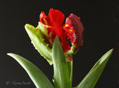 Rococo-Parrot Tulip MR16 #9433