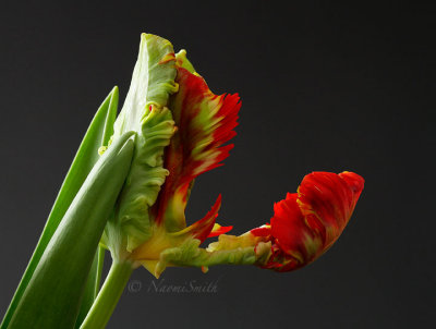 Rococo-Parrot Tulip MR16 #9451