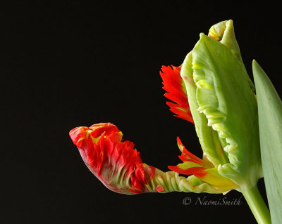 Rococo-Parrot Tulip MR16 #9468