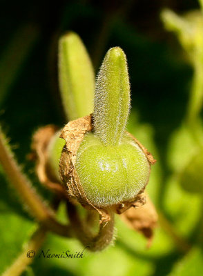 Thunbergia seed pod S14 #4163