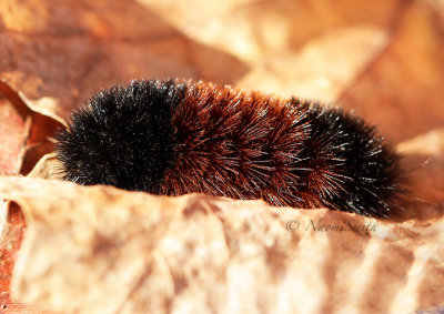 Woolly Bear Caterpillar N15 #8955