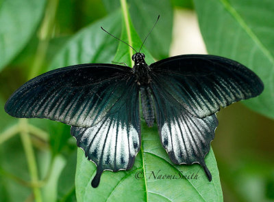 Asian Swallowtail - Papilio lowi MR16 #9913