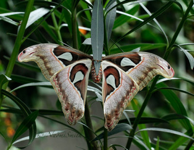 Atlas Moth - Attacus atlas-ventral MR16 #9657