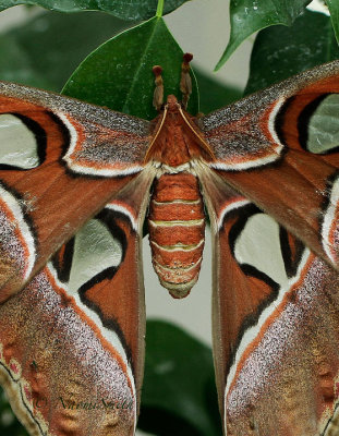 Atlas Moth - Attacus atlas MR16 #9682