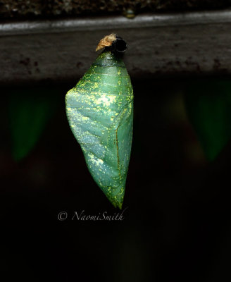 Emerald Swallowtail - Papilio palinurus MR16 #9654