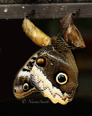 Owl Butterfly - Caligo sp. MR16 #9652