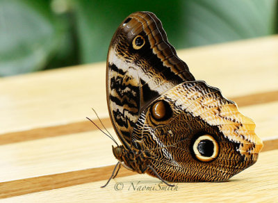 Owl Butterfly - Caligo sp. MR16 #9673
