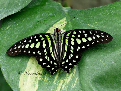 Tailed Jay - Graphium agamemnon MR16 #9640