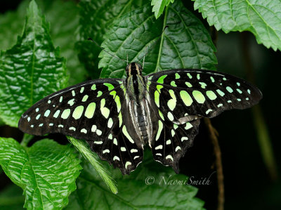 Tailed Jay - Graphium agamemnon MR16 #9830