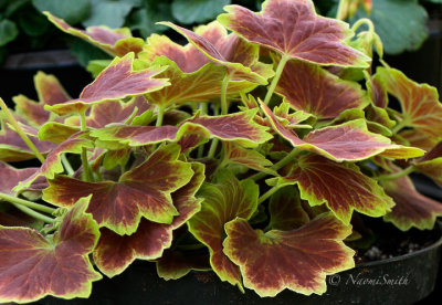 Geranium Vancouver Centennial AP16 #0782