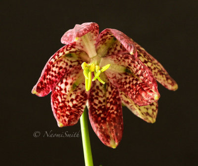 Fritillaria meleagris AP16 #0380