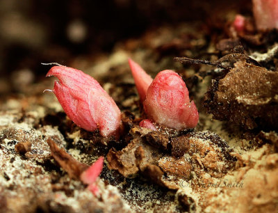 Begonia tuber  AP16 #291